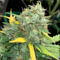 Mass Critical Auto - Dream...