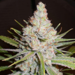 Skunky Dream - Dream Genetics