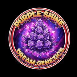 Purple Shine - Dream Genetics