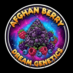 Afghan Berry  - Dream Genetics