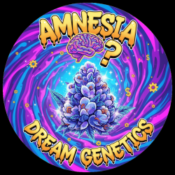 Amnesia  - Dream Genetics