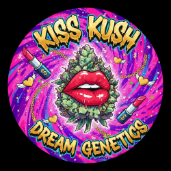 Kiss Kush  - Dream Genetics