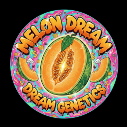 Melon Dream - Dream Genetics